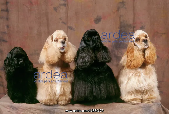 : American Cocker Spaniel DOGS - x four : American Cocker Spaniel DOGS - x four