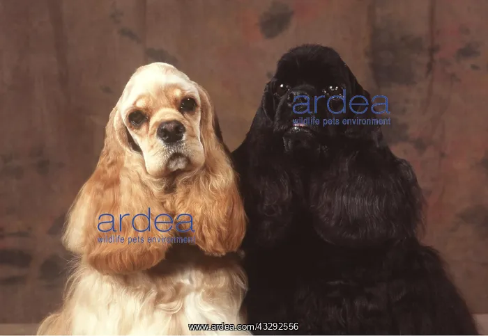 : American Cocker Spaniel DOGS - x two : American Cocker Spaniel DOGS - x two