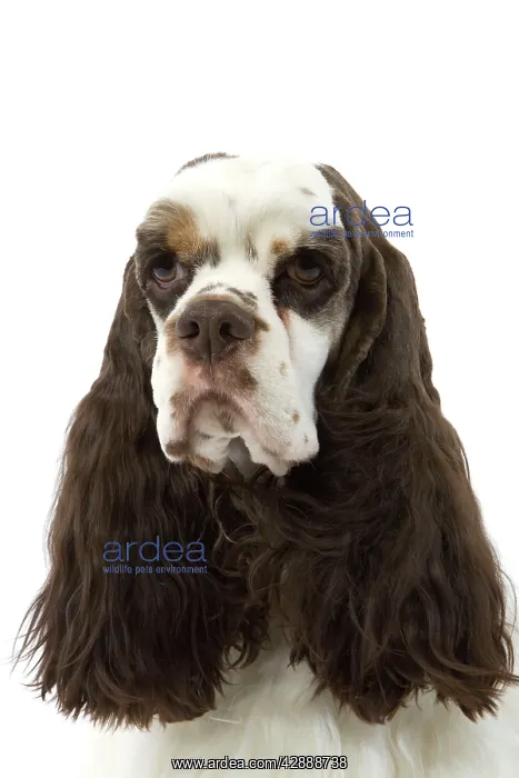  : American Cocker Spaniel - head