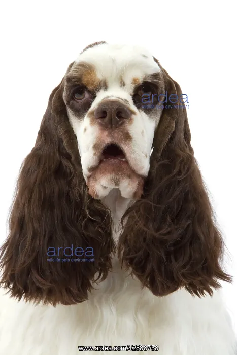  : American Cocker Spaniel - head
