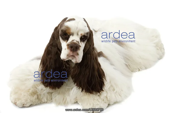  : American Cocker Spaniel - lying down