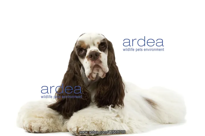  : American Cocker Spaniel - lying down
