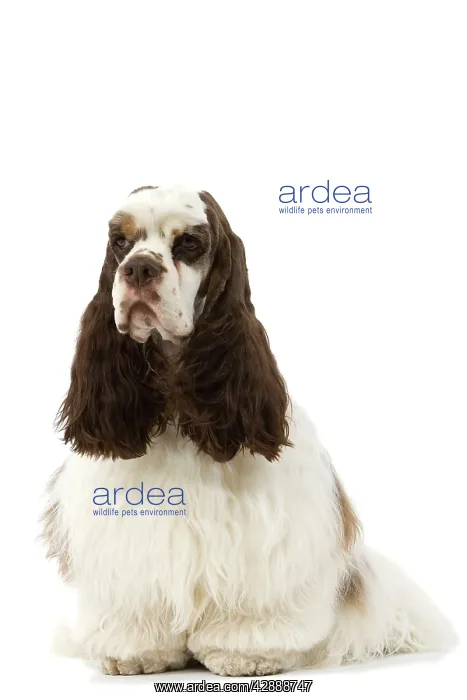  : American Cocker Spaniel - sitting