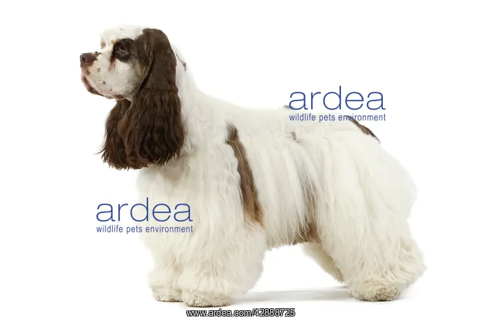  : American Cocker Spaniel - standing