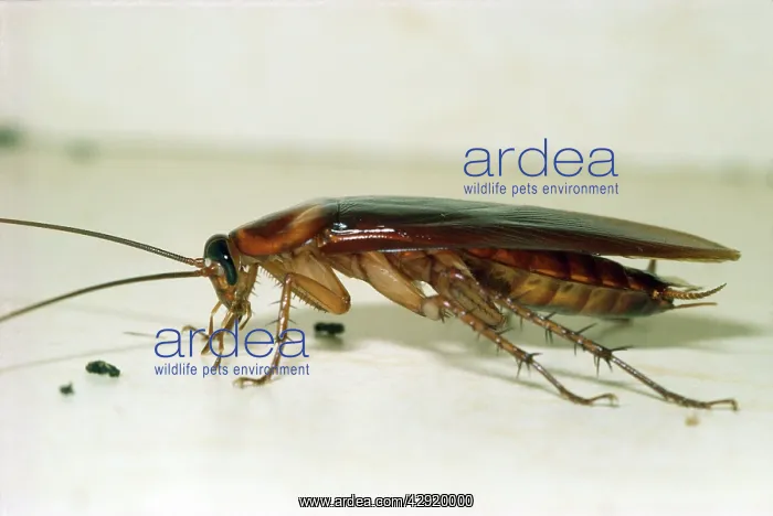 : American COCKROACH : American COCKROACH