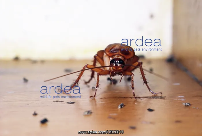: AMERICAN COCKROACH : AMERICAN COCKROACH