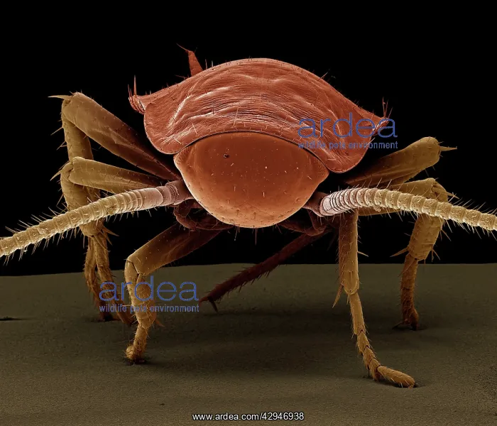 : American Cockroach : American Cockroach