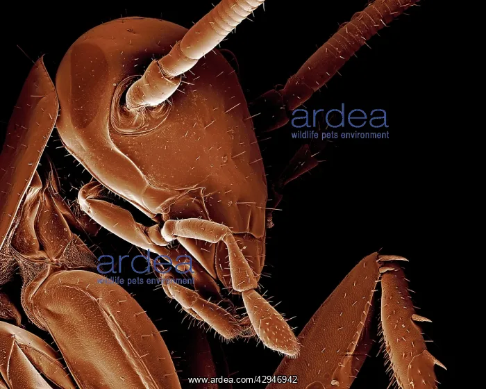 : American Cockroach : American Cockroach