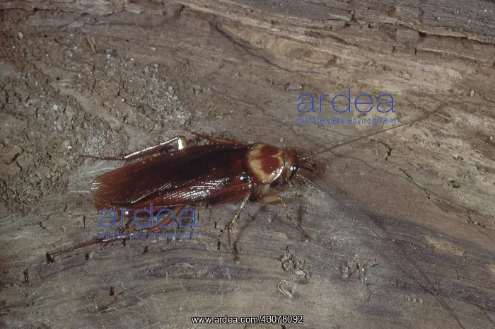  : American Cockroach