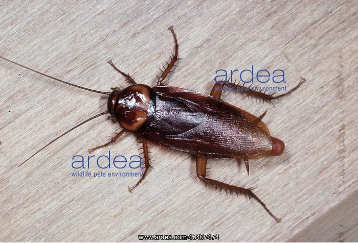 : AMERICAN COCKROACH : AMERICAN COCKROACH