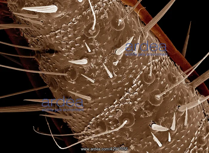 : American Cockroach - cercus ventral surface : American Cockroach - cercus ventral surface