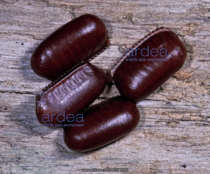 : American cockroach - the eggs are contained in special sacks : American cockroach - the eggs are contained in special sacks