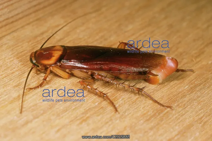 : American Cockroach - female with egg sac : American Cockroach - female with egg sac