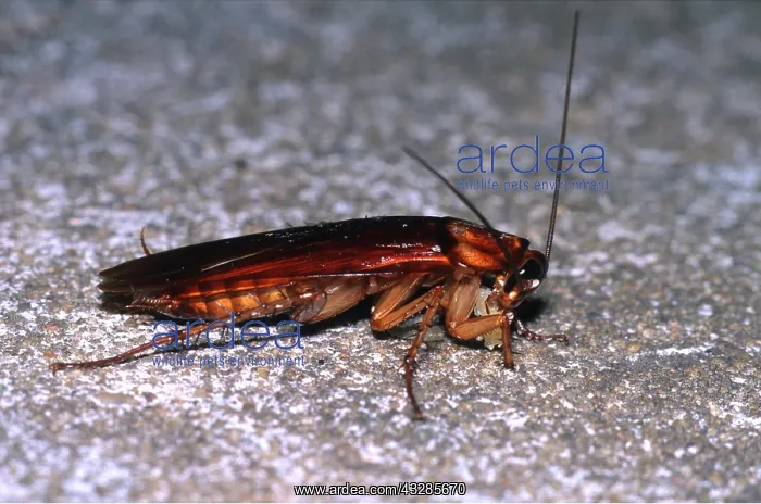 : AMERICAN COCKROACH - WITH FOOD : AMERICAN COCKROACH - WITH FOOD