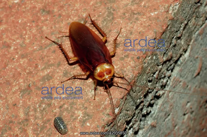 : American cockroach (Periplaneta americana). Easter : American cockroach (Periplaneta americana). Easter