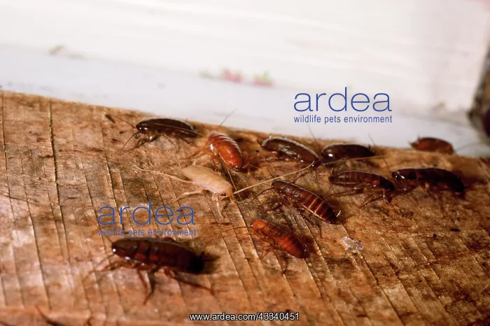 : AMERICAN COCKROACHS - adults & nymphs : AMERICAN COCKROACHS - adults & nymphs