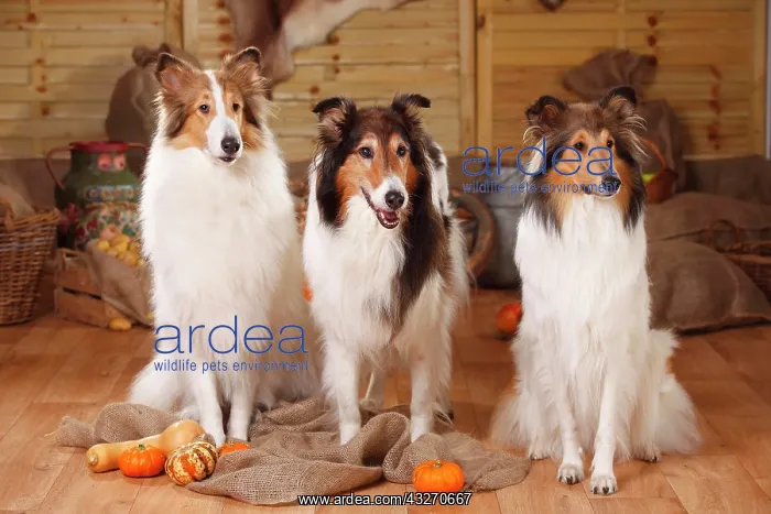 : Three American collies, sable-white, sit next to : Three American collies, sable-white, sit next to
