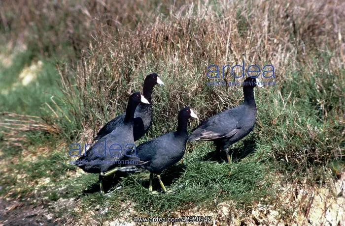 : AMERICAN COOT - 4 WALKING : AMERICAN COOT - 4 WALKING