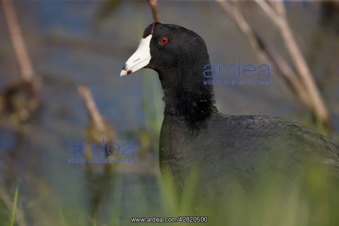 : American Coot : American Coot