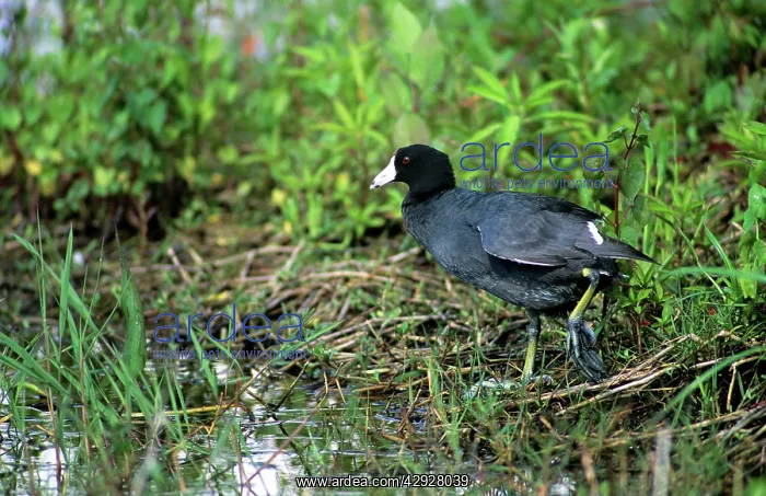 : AMERICAN COOT : AMERICAN COOT