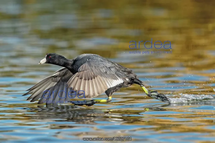 : American Coot : American Coot