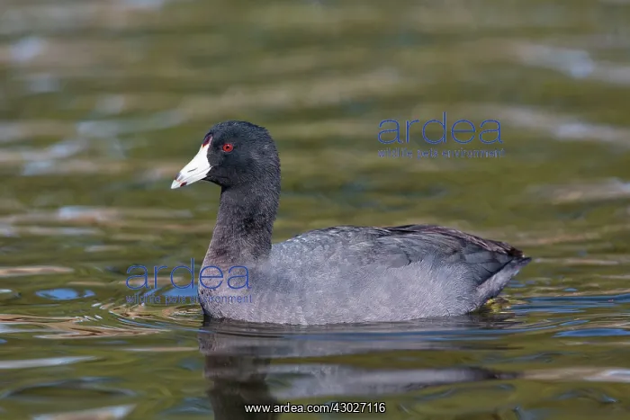 : American Coot : American Coot