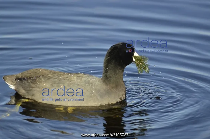  : American Coot