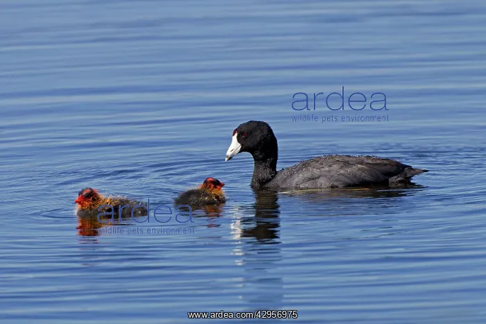 : American Coot - adult with chicks : American Coot - adult with chicks