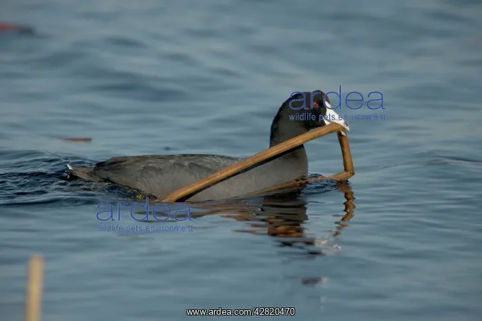 : American Coot - Carrying material to construct nest : American Coot - Carrying material to construct nest