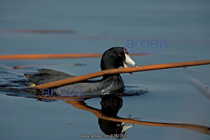 : American Coot - Carrying material to construct nest : American Coot - Carrying material to construct nest