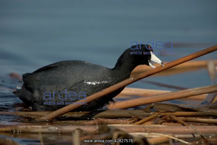 : American Coot - Carrying material to construct nest : American Coot - Carrying material to construct nest