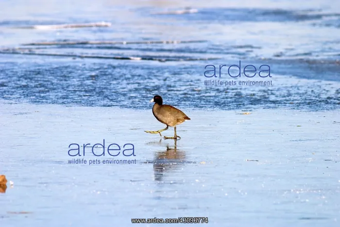 : American coot (Fulica americana) : American coot (Fulica americana)