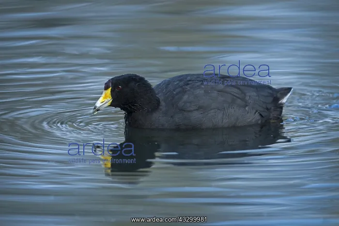 : American coot (Fulica americana columbiana) wetland : American coot (Fulica americana columbiana) wetland