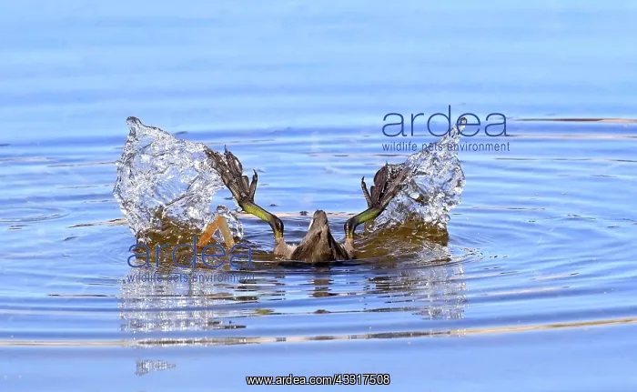 : American Coot (Fulica americana) tip feeding, Florida : American Coot (Fulica americana) tip feeding, Florida