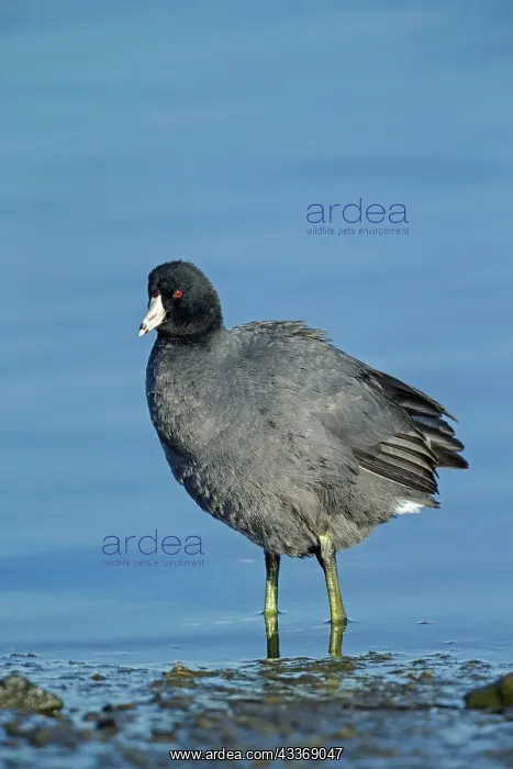  : American Coot - March