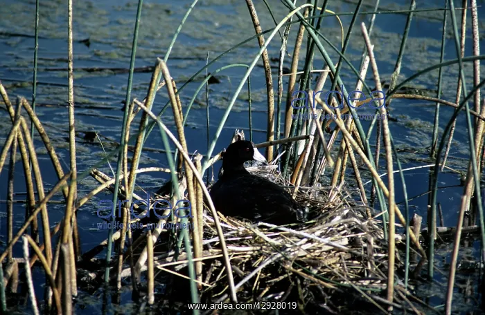 : American Coot - on nest : American Coot - on nest