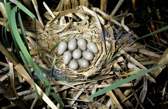  : American Coot - nest