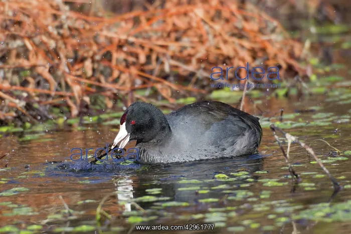 : American Coot - Winter - January in southeastern Arizona : American Coot - Winter - January in southeastern Arizona