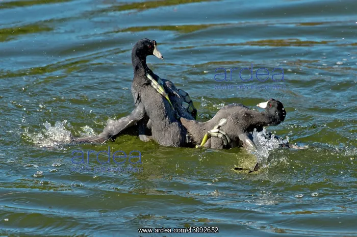 : American Coots Fighting : American Coots Fighting