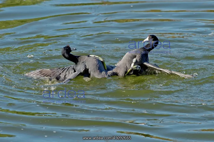 : American Coots fighting : American Coots fighting