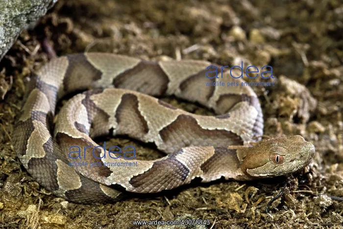 : American Copperhead : American Copperhead