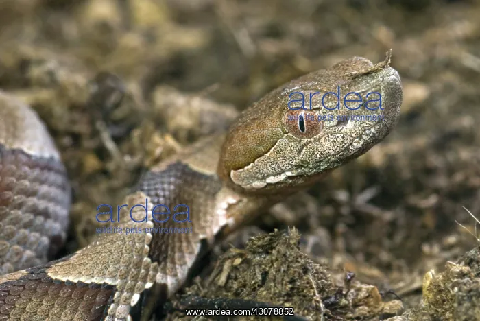 : American Copperhead : American Copperhead