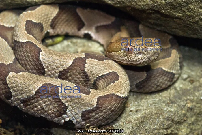 : American Copperhead : American Copperhead