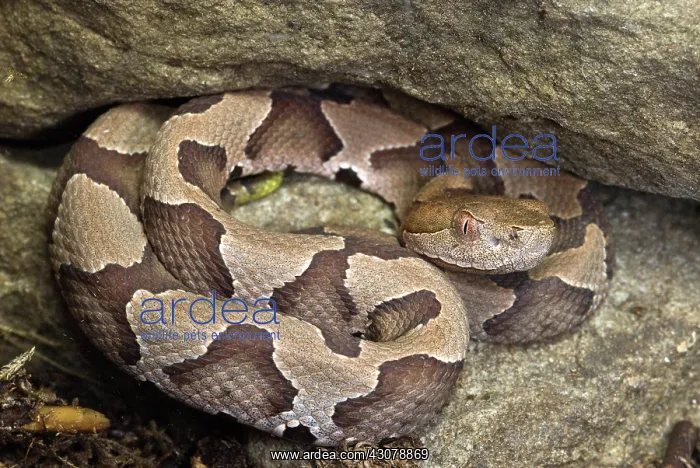 : American Copperhead : American Copperhead