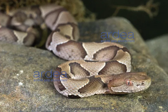 : American Copperhead : American Copperhead