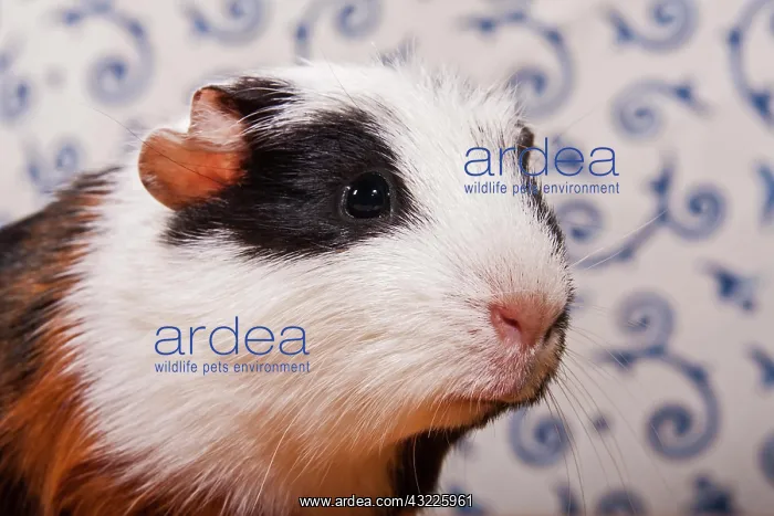 : American Crested Guinea Pig, pup : American Crested Guinea Pig, pup