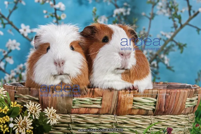 : American Crested Guinea Pig and Smooth Guinea Pig : American Crested Guinea Pig and Smooth Guinea Pig
