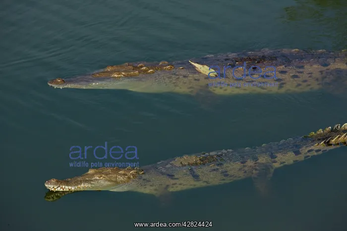: American Crocodile : American Crocodile