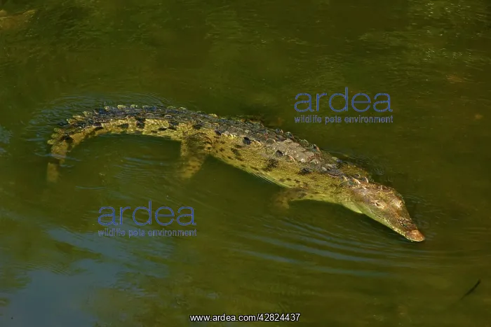 : American Crocodile : American Crocodile