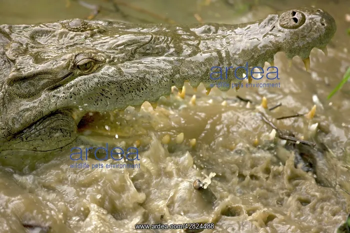 : American Crocodile : American Crocodile